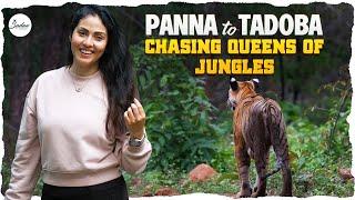 Panna To Tadoba | Chasing Queens Of Jungles | Actress Sadaa | Sadaa Wild Stories #wildlife #india