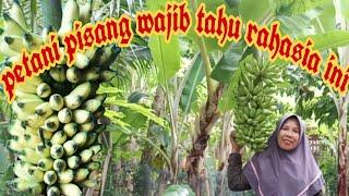 5 LANGKAH AGAR PISANG MULI BERBUAH LEBAT DAN PANJANG