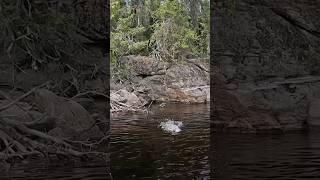 Top water blowup right at the boat #fishing #adventure #fishingvideo #outdoors #justfishing