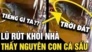 Nước lũ rút nghe tiếng dưới 'CẦU THANG', gia chủ kiểm tra thấy nguyên 'CON CÁ SẤU' |Tin Nhanh 3 Phút