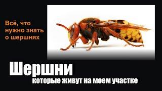 ШЕРШНИ обыкновенные. Всё, что нужно знать про шершней. Насколько опасны, каковы повадки.