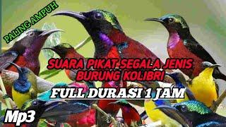 Suara Pikat Semua Jenis Burung Kolibri_Full Durasi 1jam_100% AMPUH