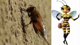 как живут пчелы