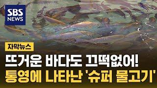 뜨거운 바다도 끄떡없다…통영에 나타난 '슈퍼 물고기' (자막뉴스) / SBS