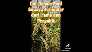 Doa Tanam Padi Supaya Terhindar Dari Hama dan penyakit #padiunggul #doatanampadi #amalantanampadi