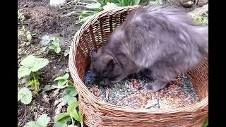 Cat basket Small dog basket "Thais Autumn"