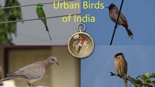 Common Urban Birds in India