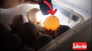 Tortoise EGGS Update!