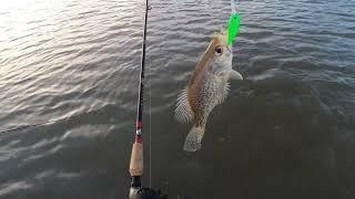 Crappie EVERY Cast (overpopulated)