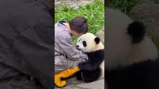 又发现一个漂亮宝宝～我们叫贤贤崽！#panda #cutepandas #pandachina #giantpanda #cuteanimals