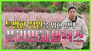 (할인 이벤트) 특별한 정원을 위한 선택! 플라밍고 셀릭스 소개 및 특징 #귀농 #귀농귀촌 #조경수 #귀촌 #정원수 #에버그린농원