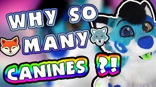 Why are CANINE FURRIES SO POPULAR?!  (Stormi Analyzes)