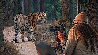 Insane India Tiger Safari in Kanha (You Won't Believe What We Saw)