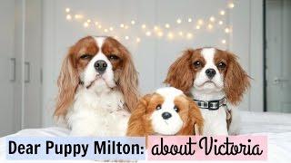 Dear Puppy Milton : about Victoria | Herky the Cavalier King Charles | Dog jealous of plush toy