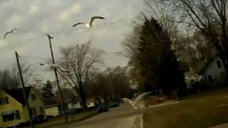 Hunter Charleen I and the Seaguls.
