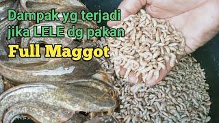 pakan lele full maggot bsf, ini dampaknya