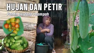 Hujan deras dan petir. Sehingga menunda kegiatan  di kebun. Panen timun dan Tomat.