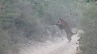 Tiger attacks cow in Zone 6 of Ranthambore National Park