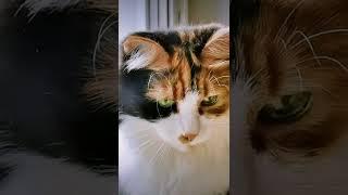 СМЕШНЫЕ КОШКИ / ПРИКОЛЫ С КОШКАМИ