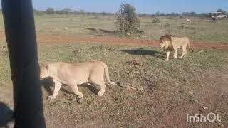 Madikwe River Lodge. Bush paradise.