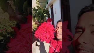 Uttrakhand ke ajab gajab flower #pahadi #kumauni #viralvideos #youtubeshorts