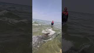 Дельфин испугал до ужаса! Анапа 26.05.2025!
