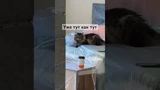 Лютый технадзор, что делать? Будни электрика #электричество #ремонт  #cat