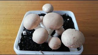 Growing Button Mushrooms yourself / Champignons selber zuchten I