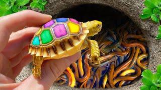 Video Catching Baby Turtles In Surprise Colorful Eggs, Guppies, Angelfish, Strange Fish In The Cave