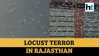 Locust swarms spread, hotspot Pakistan ignores India's cooperation call