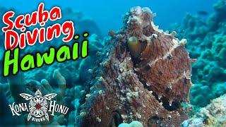 Kona Diving is Hawaii's Best Diving | Kona Honu Divers