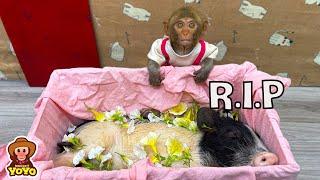 The process of monkey YiYi taking care of Un In until his passed away