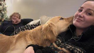 Crazy Golden Retriever Will Not Let Me Ignore Him! (Cutest Ever!!)