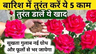 5 Rose Plant Growing Tips.Rose plant care. Gulab.गुलाब की देखभाल कैसे करें.Rose.Rose plant. गुलाब.