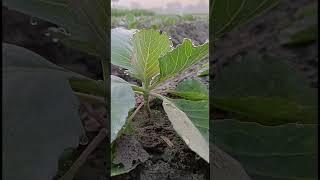 Farmers #agriculture #farmer #shorts #nisha #pankaj