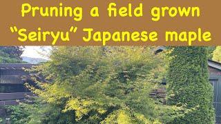 Pruning a field grown "Seiryu" Japanese maple tree