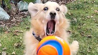 Oatmeal loved this ball yesterday, but he hates it today?? #BeachDog #FavoriteBall