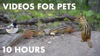 Chipmunk Rock in the Forest - 10 Hour Cat TV for Cats - Videos for Pets and People - Oct 02, 2023