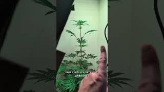 cheap easy grow. CBD is extending and improving the quality of life for people who have seizures.