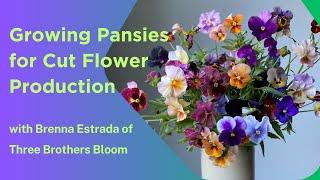 Growing Pansies for Cut Flower Production