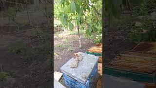 выход роя #пчеловодство #bees #пчелы #beekeeping #краснодар #api #роение