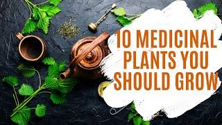 10 Medicinal Plants You Should Grow at Home | Urban Garden Republic