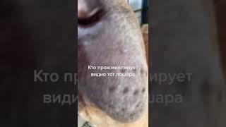 #tiktok #байт #собаеа #тикток