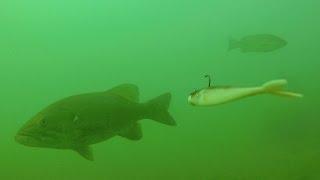 Vertical Jigging (Fluke Fishing) Smallmouth Bass