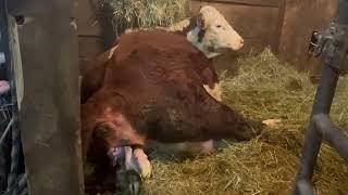 Cow giving birth