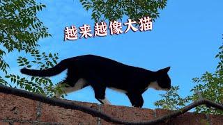 布偶猫与橘猫的后代，性格是怎样的？