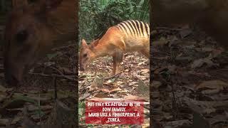 Facts About Zebra Duikers