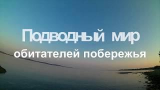 Подводный мир обитателей побережья Адриатического моря. Часть 1.