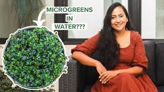 I Grew Microgreens In 11 Days! Here Are The Results