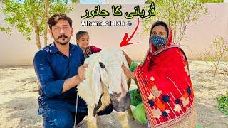 Alhamdolillah Qurbani Ka Janwar Le Liya ️‍️